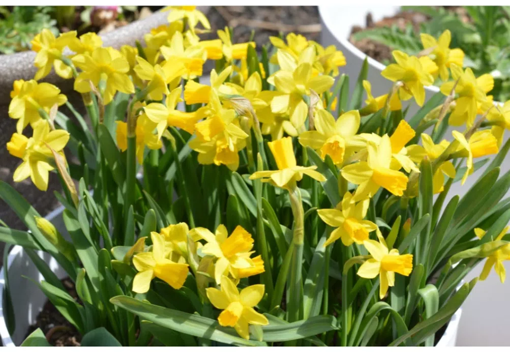 Daffodils growing in a pot