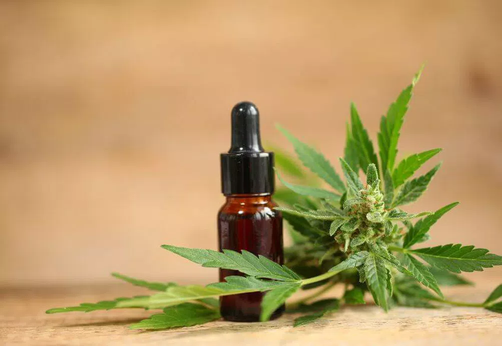 Medical cannabis and a cannabis plant