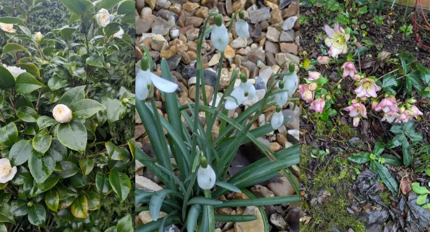 different areas of a garden