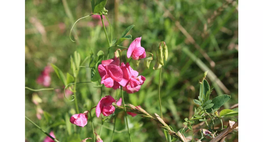 Sweet pea flowers