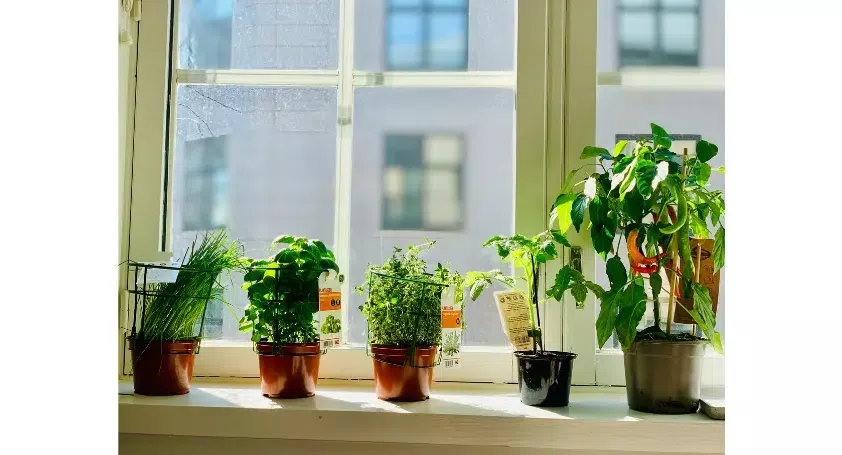 plants growing on a windowsill