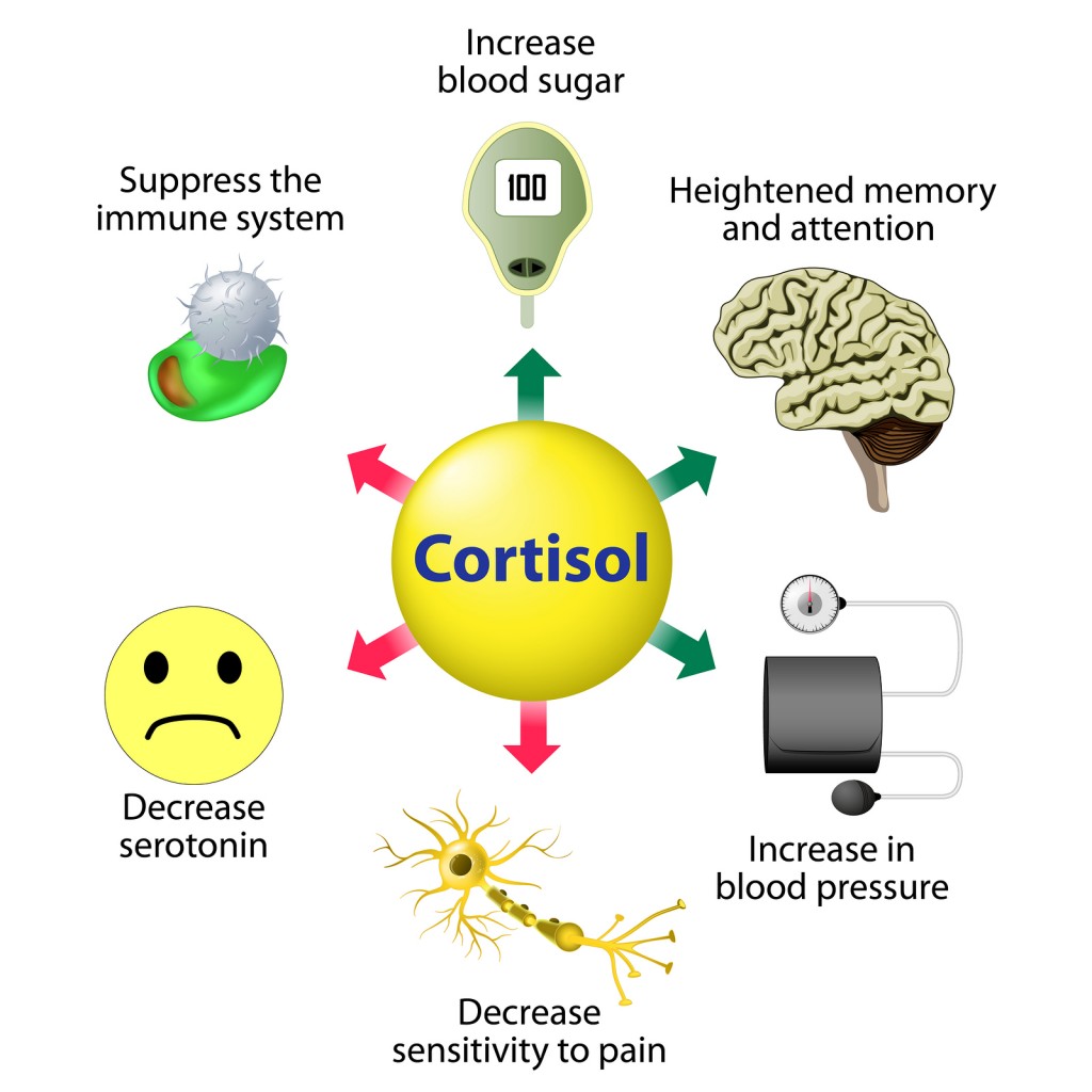 Stress Management – Cortisol functions