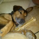 Sleeping with his bone