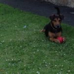 On guard with his favourite ball