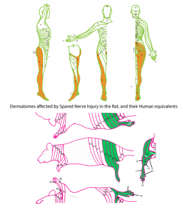 SNI-Dermatomes