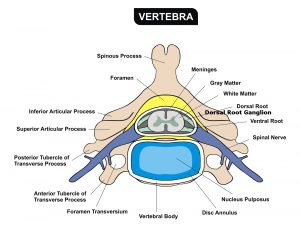 Dorsal Root Ganglion (DRG) for CRPS - DRGDorsal Root Ganglion (DRG) for CRPS – DRG